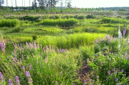 Slope Wetland